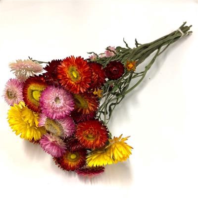 <h4>DROOG HELICHRYSUM GEMENGD</h4>