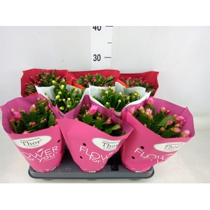 Schlumbergera   ...mix 3