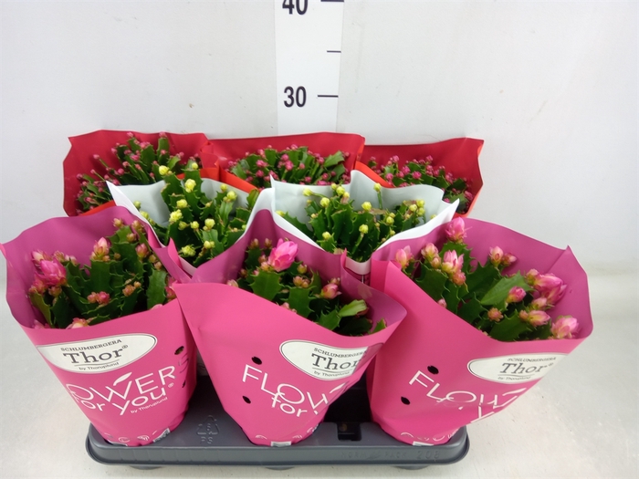 <h4>Schlumbergera   ...mix 3</h4>