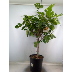 Ficus carica