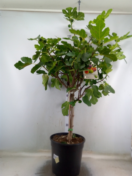 <h4>Ficus carica</h4>