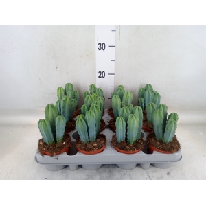 Cereus   ...