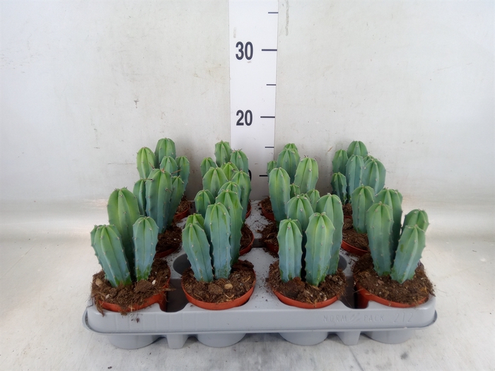 <h4>Cereus   ...</h4>