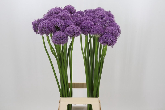 <h4>Allium Gladiator</h4>