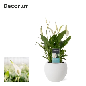 Spathiphyllum 13 cm Bellini in Bolpot Wit - Decorum - Basic