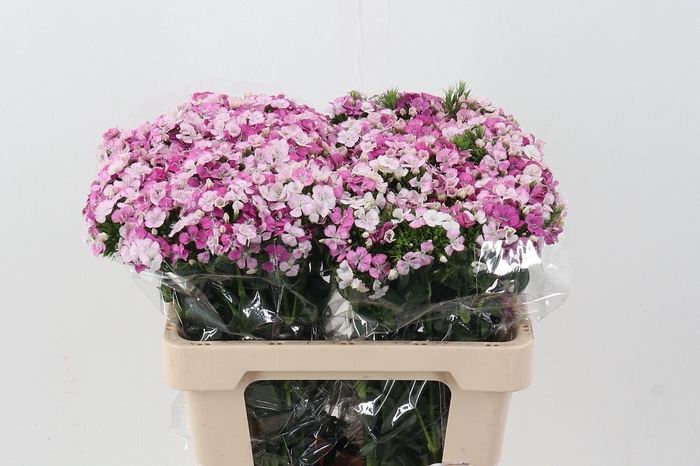<h4>Di Barb Pink Beauty</h4>