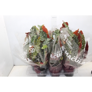 BEGONIA MACULATA P15 PO