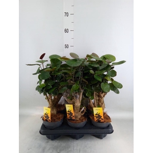 Polyscias scutellaria 'Fabian'