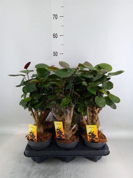 <h4>Polyscias scutellaria 'Fabian'</h4>