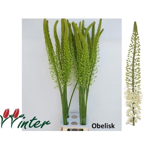 Eremurus Obelisk Mts J Winter
