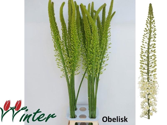<h4>Eremurus Obelisk Mts J Winter</h4>