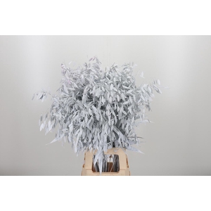 Chasmantium Kl Bh Wit