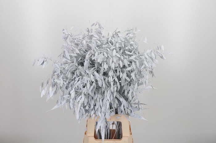 <h4>Chasmantium Kl Bh Wit</h4>