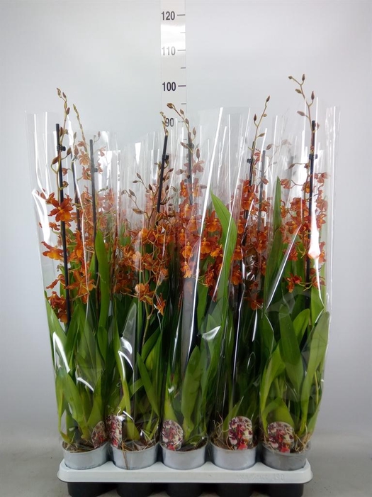 <h4>xColmanara   ...</h4>