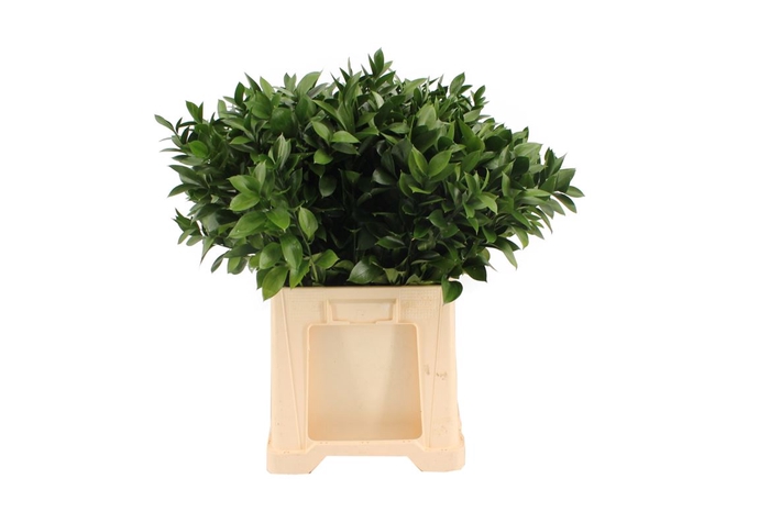 <h4>Ruscus Hypophyllum 70</h4>