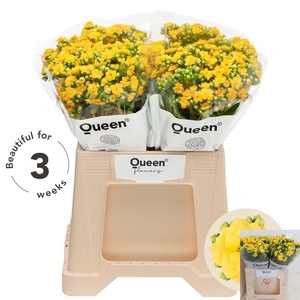 KAL BLAZI YEL MEADOW ANGEBOT