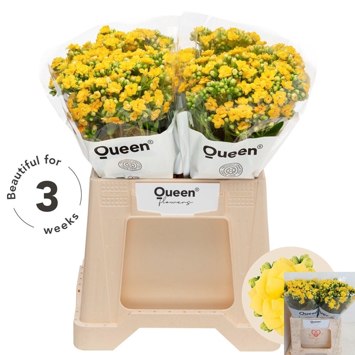 <h4>KAL BLAZI YEL MEADOW ANGEBOT</h4>