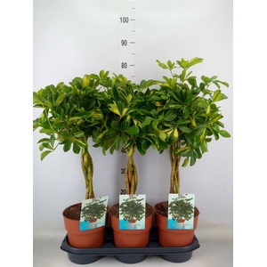 Schefflera arbor. 'Gold Capella'