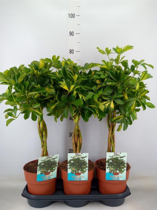<h4>Schefflera arbor. 'Gold Capella'</h4>