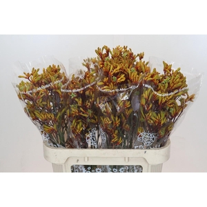 Anigozanthos Gold Fever