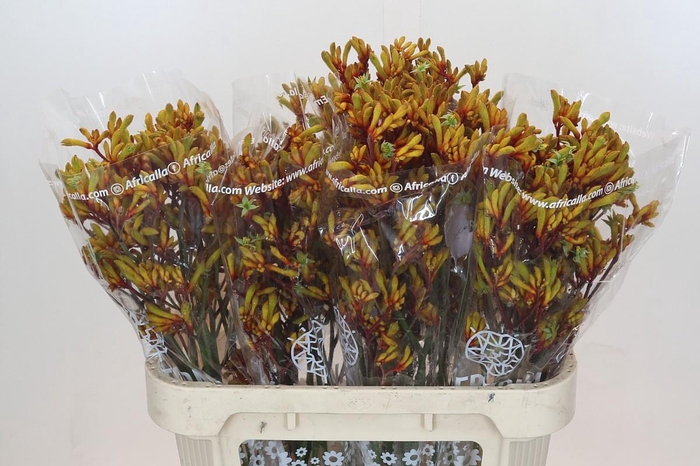 <h4>Anigozanthos Gold Fever</h4>