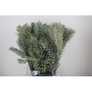 Mimosa Luna D'argento P Bunch