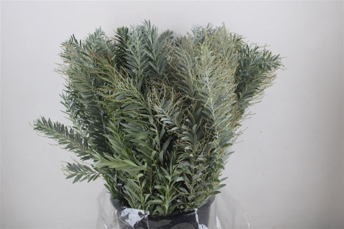 <h4>Mimosa Luna D'argento P Bunch</h4>