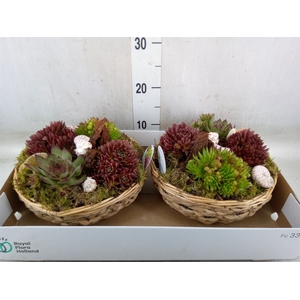 Arr.  Sempervivum L%