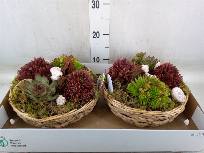 <h4>Arr.  Sempervivum L%</h4>
