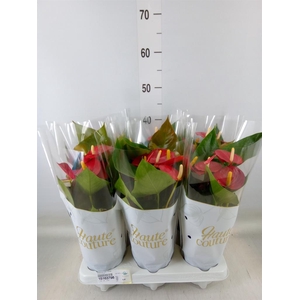 Anthurium andr. 'Aroha'