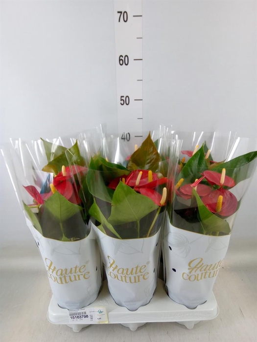 <h4>Anthurium andr. 'Aroha'</h4>