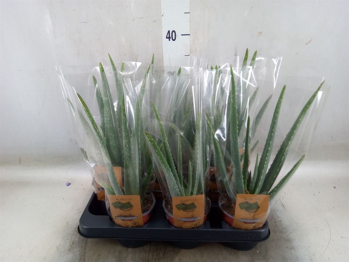 <h4>Aloe vera</h4>