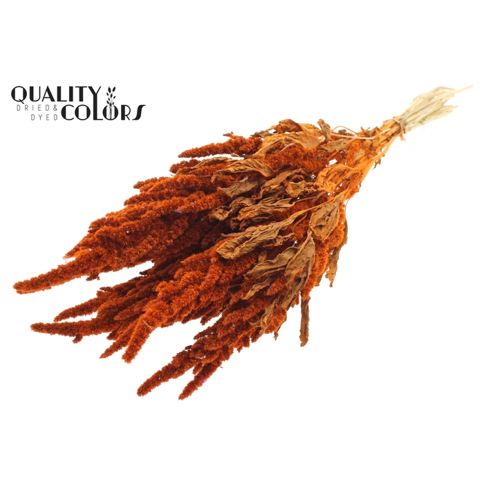<h4>Amaranthus per bunch Orange</h4>