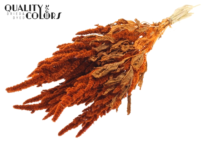 Amaranthus per bunch Orange