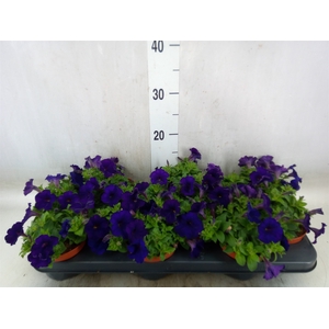 Petunia  'Famous Blue'