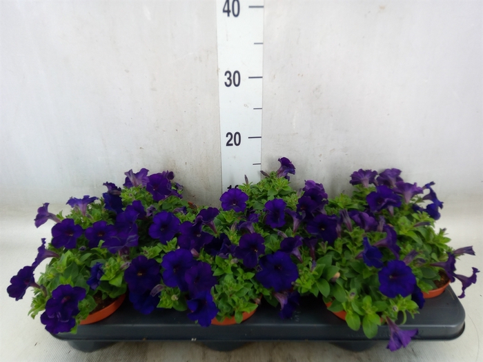 <h4>Petunia  'Famous Blue'</h4>
