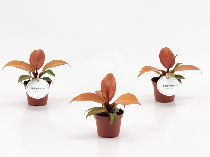 <h4>Philodendron McColley's Finale</h4>