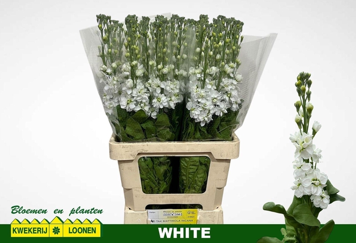 <h4>MATTH MILLA WHITE</h4>