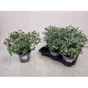 EUCAL GUNNII