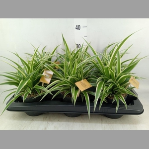 Chlorophytum com. 'Ocean'