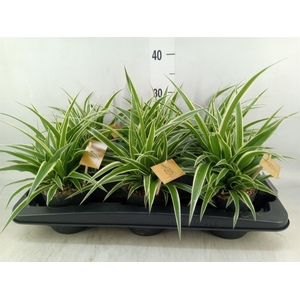 Chlorophytum com. 'Ocean'