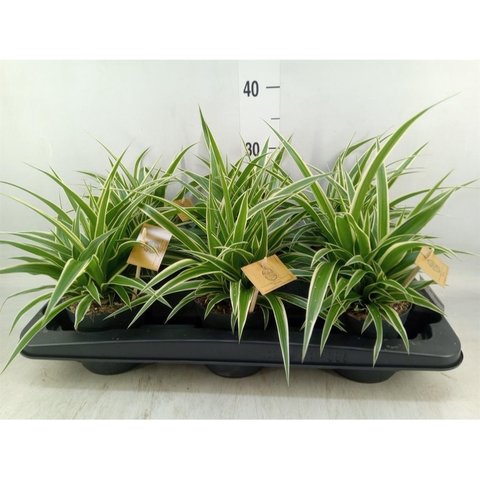 <h4>Chlorophytum com. 'Ocean'</h4>