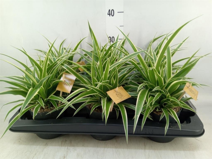 Chlorophytum com. 'Ocean'