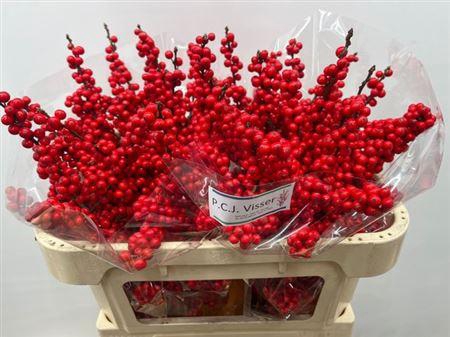 <h4>Ilex Ve Rode Bes</h4>