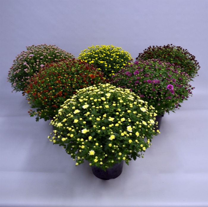 <h4>Chrysanthemum  'Jasoda'  ..mix</h4>