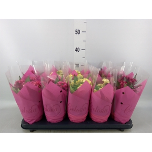 Celosia arg. CR 'Hot Topic'   ..mix