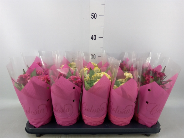 <h4>Celosia arg. CR 'Hot Topic'   ..mix</h4>