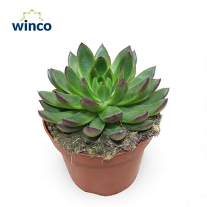 Echeveria Agavoides Belga