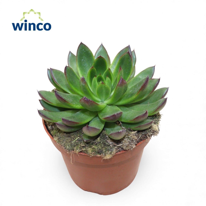 <h4>Echeveria Agavoides Belga</h4>