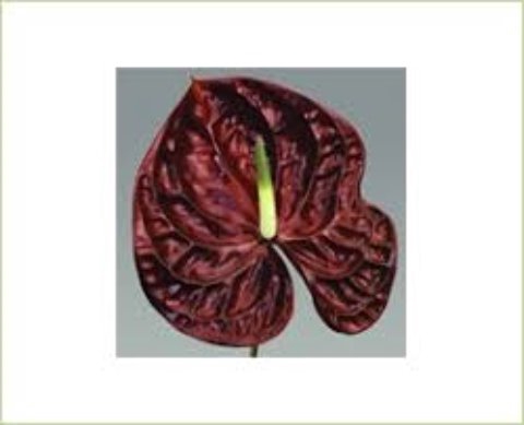 <h4>Anthurium Tropic Night</h4>